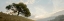 Picture of OAK TREE - 10 PANO