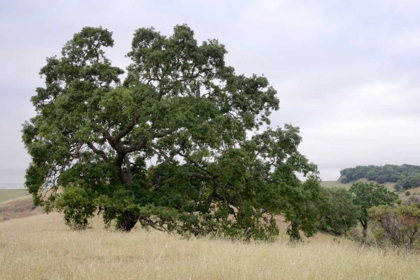 Picture of OAK TREE - 107