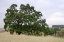 Picture of OAK TREE - 107