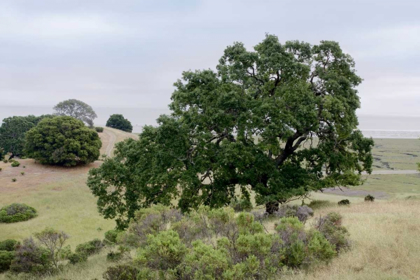 Picture of OAK TREE - 108