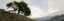 Picture of OAK TREE - 13