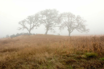 Picture of OAK TREE - 16