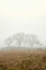 Picture of OAK TREE - 17