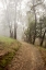 Picture of OAK TREE - 19