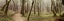 Picture of OAK TREE - 20