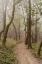 Picture of OAK TREE - 22