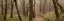 Picture of OAK TREE - 23