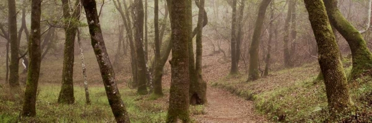 Picture of OAK TREE - 23