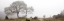 Picture of OAK TREE - 24