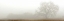 Picture of OAK TREE - 27
