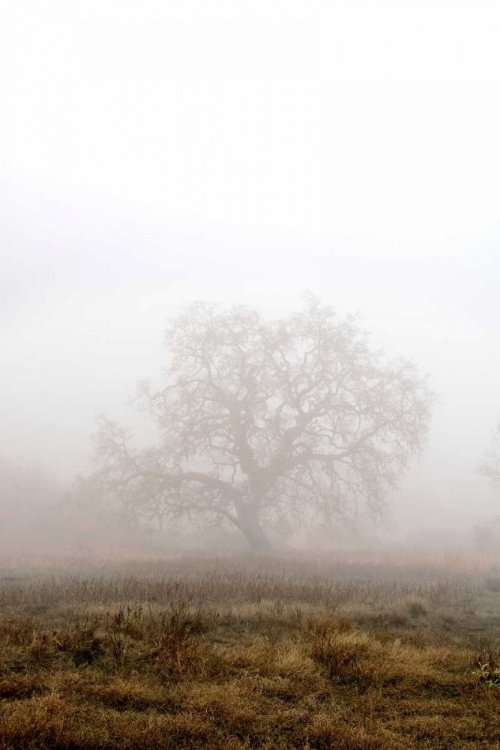 Picture of OAK TREE - 29