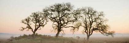 Picture of OAK TREE - 30