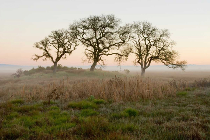 Picture of OAK TREE - 31