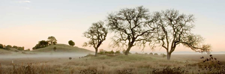 Picture of OAK TREE - 32