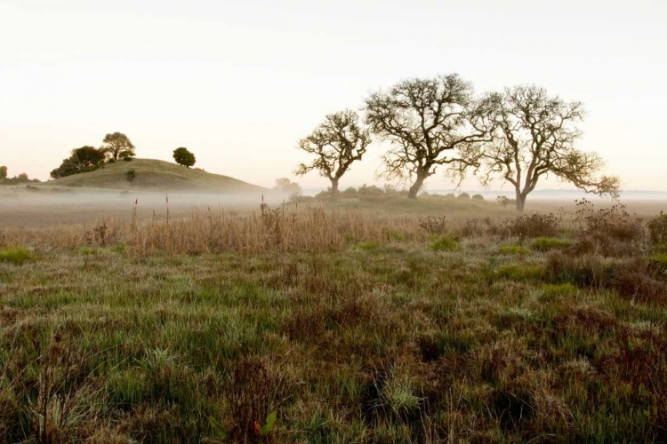 Picture of OAK TREE - 33