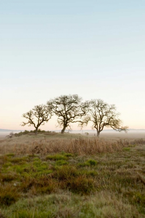 Picture of OAK TREE - 34