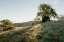 Picture of OAK TREE - 36