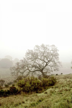 Picture of OAK TREE - 43