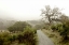 Picture of OAK TREE - 44