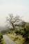 Picture of OAK TREE - 45