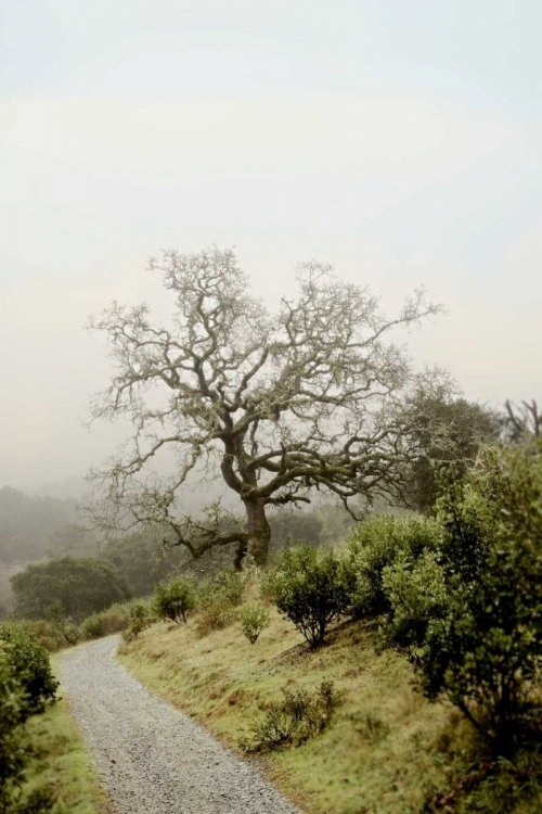 Picture of OAK TREE - 45