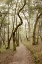 Picture of OAK TREE - 48