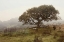 Picture of OAK TREE - 54