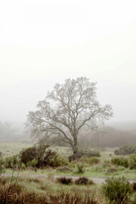 Picture of OAK TREE - 56