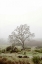 Picture of OAK TREE - 56