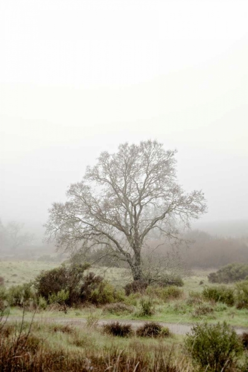 Picture of OAK TREE - 56