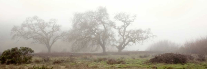 Picture of OAK TREE - 58