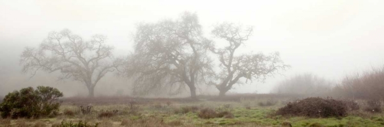 Picture of OAK TREE - 58