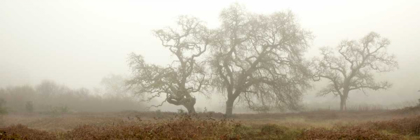 Picture of OAK TREE - 59