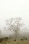 Picture of OAK TREE - 63