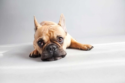 Picture of SAD FRENCHIE