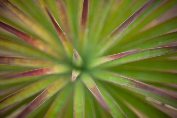 Picture of ARIZONA MONOCOT