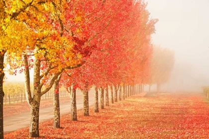 Picture of FALL TREES IN THE MIST