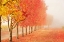 Picture of FALL TREES IN THE MIST