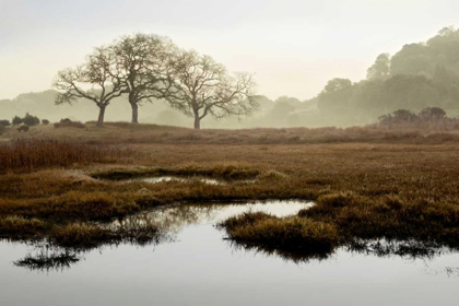 Picture of OAK TREE - 65