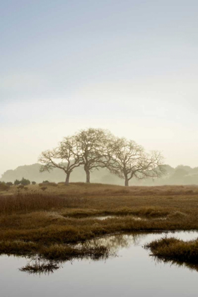 Picture of OAK TREE - 66