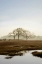 Picture of OAK TREE - 66