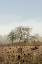 Picture of OAK TREE - 67