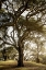 Picture of OAK TREE - 69