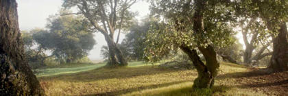 Picture of OAK TREE - 71