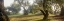 Picture of OAK TREE - 71