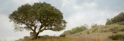 Picture of OAK TREE - 76