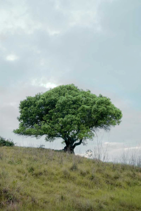 Picture of OAK TREE - 80