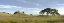 Picture of OAK TREE - 82
