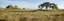 Picture of OAK TREE - 83