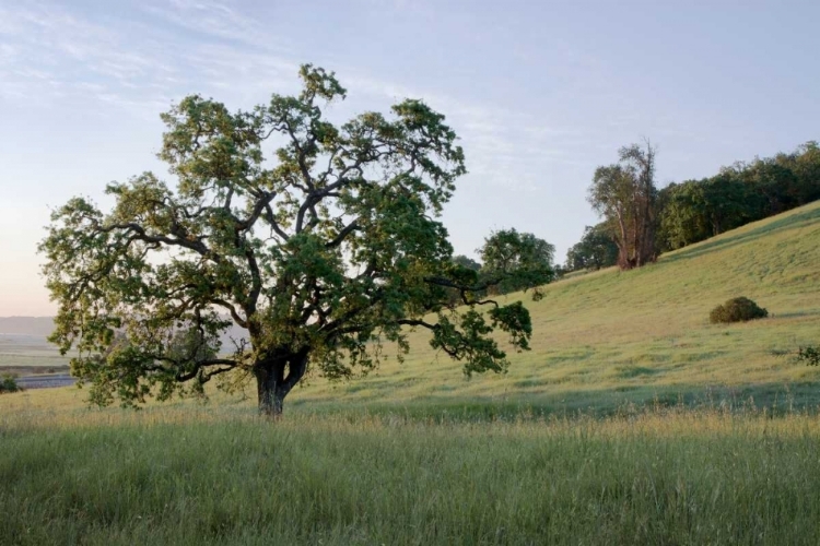 Picture of OAK TREE - 86